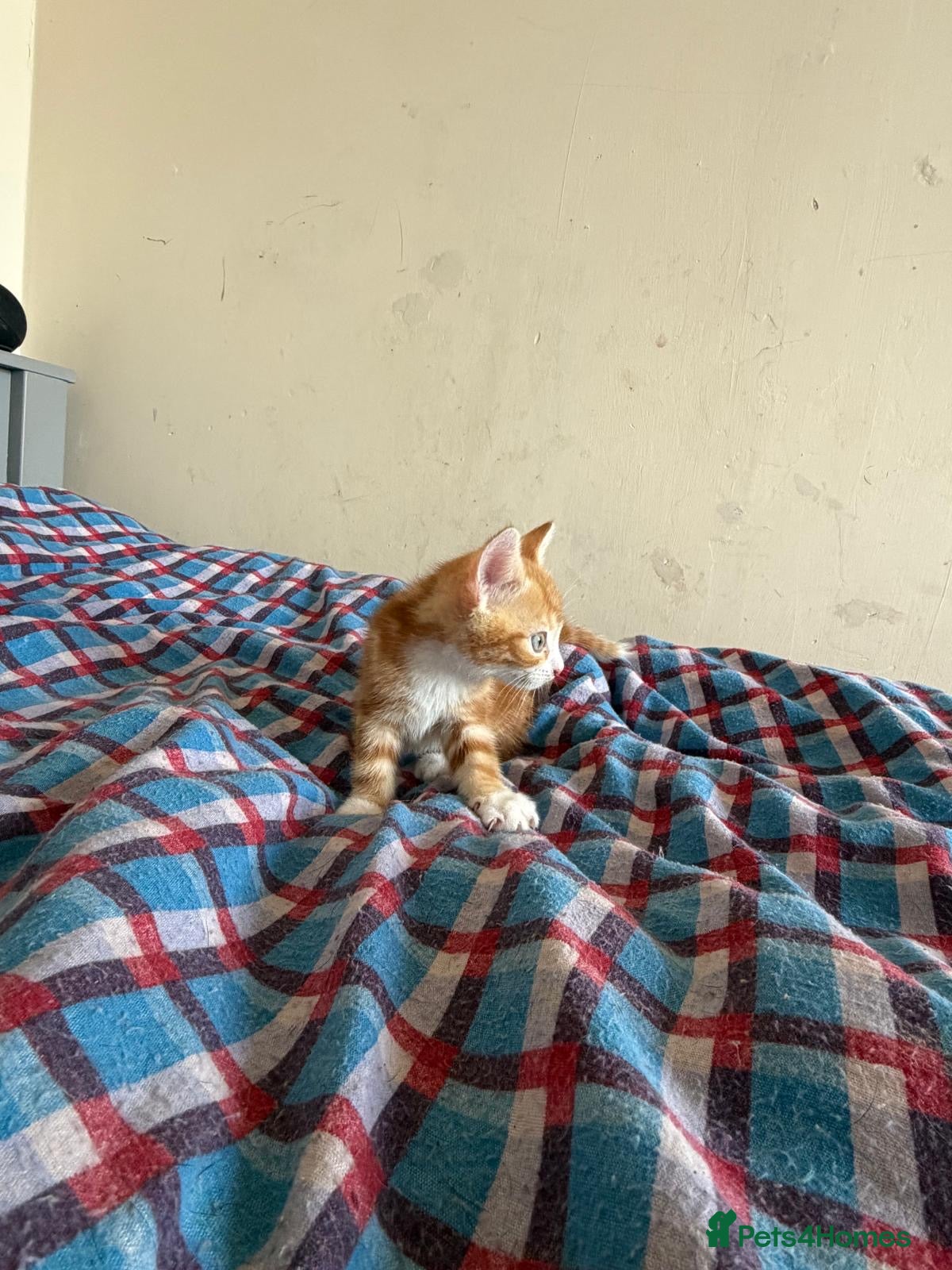 Mixed Breed cats Kittens  - Advert 4