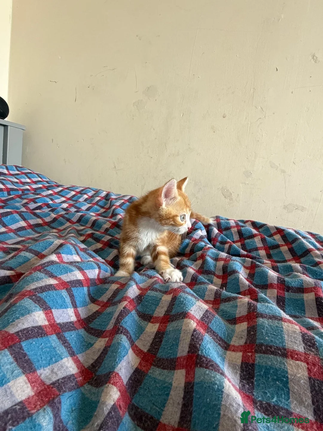 Mixed Breed cats for sale: Kittens  in Birmingham - Advert 1