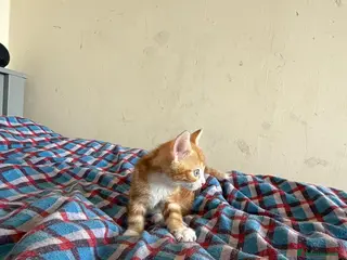 Mixed Breed cats Kittens - Advert 4