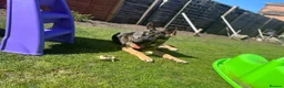 German Shepherd dogs for sale: Skye German shepherd  - Advert 5