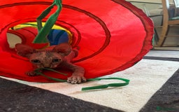 Sphynx cats for sale: 5 Playful & Affectionate Sphynx Kittens - Image 5