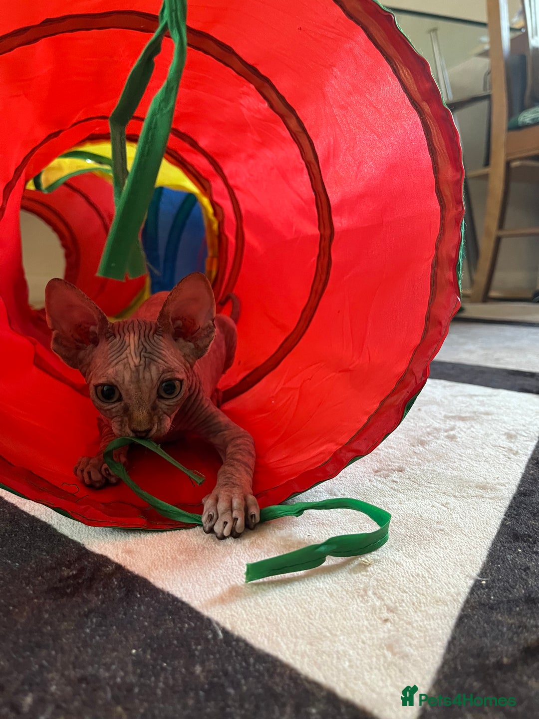 Sphynx cats for sale: 5 Playful & Affectionate Sphynx Kittens - Image 5