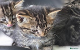 Mixed Breed cats for sale: Kittens for sale (NEED GONE ASAP) - Image 4