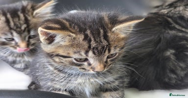 Mixed Breed cats - Advert 7