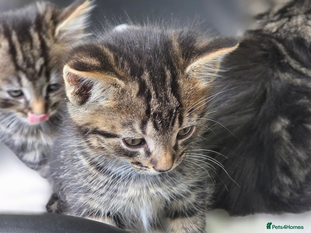 Mixed Breed cats for sale: Kittens for sale (NEED GONE ASAP) - Image 4
