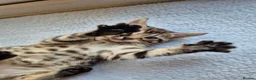 Bengal cats for sale: Bengal Tabby - Advert 5