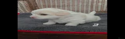 Coton De Tulear dogs for sale: Gorgeous Coton de Tulear puppies KC registered - Advert 9