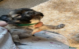 Mixed Breed dogs for sale: Imperial Zuchon cross maltese - Image 2