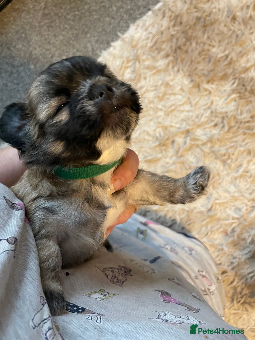 Mixed Breed dogs for sale: Imperial Zuchon cross maltese - Image 2