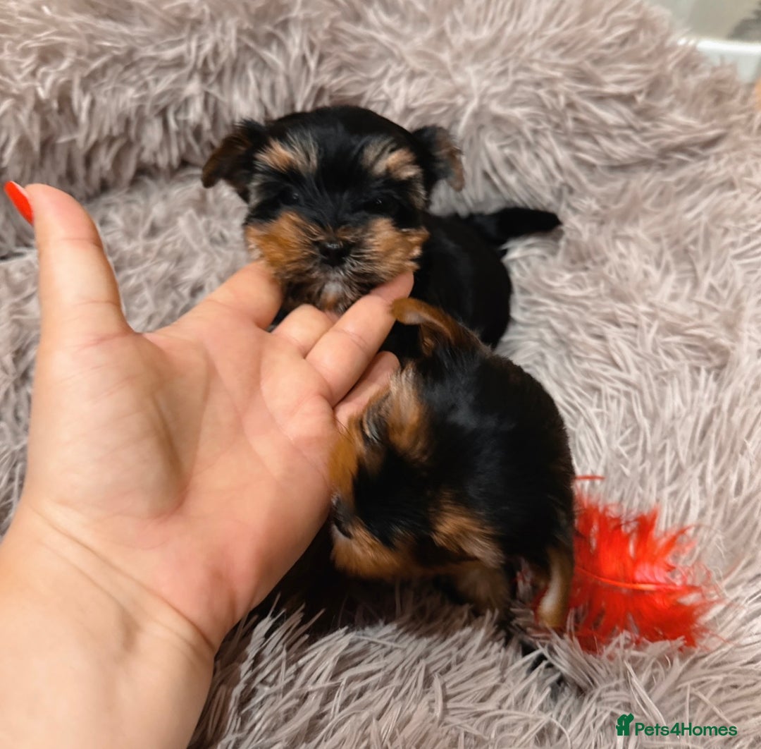 Mixed Breed dogs for sale: Pedigree Yorkshire terrier  - Advert 9