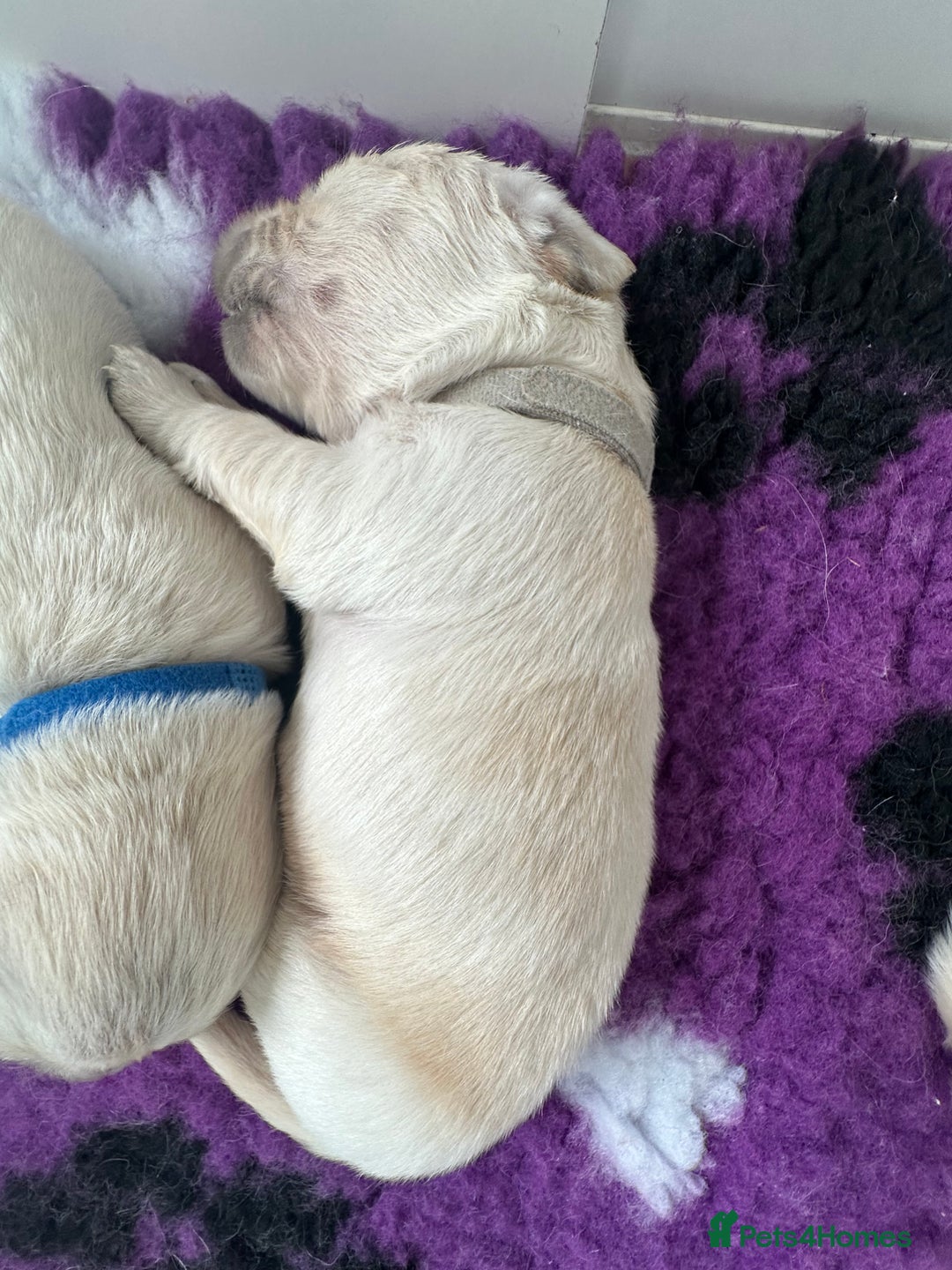 Golden Retriever dogs for sale: Golden Retriever Puppies for sale - Image 11