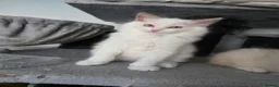 Ragdoll cats for sale: GCCF REGISTERED RAGDOLL KITTENS  - Advert 23