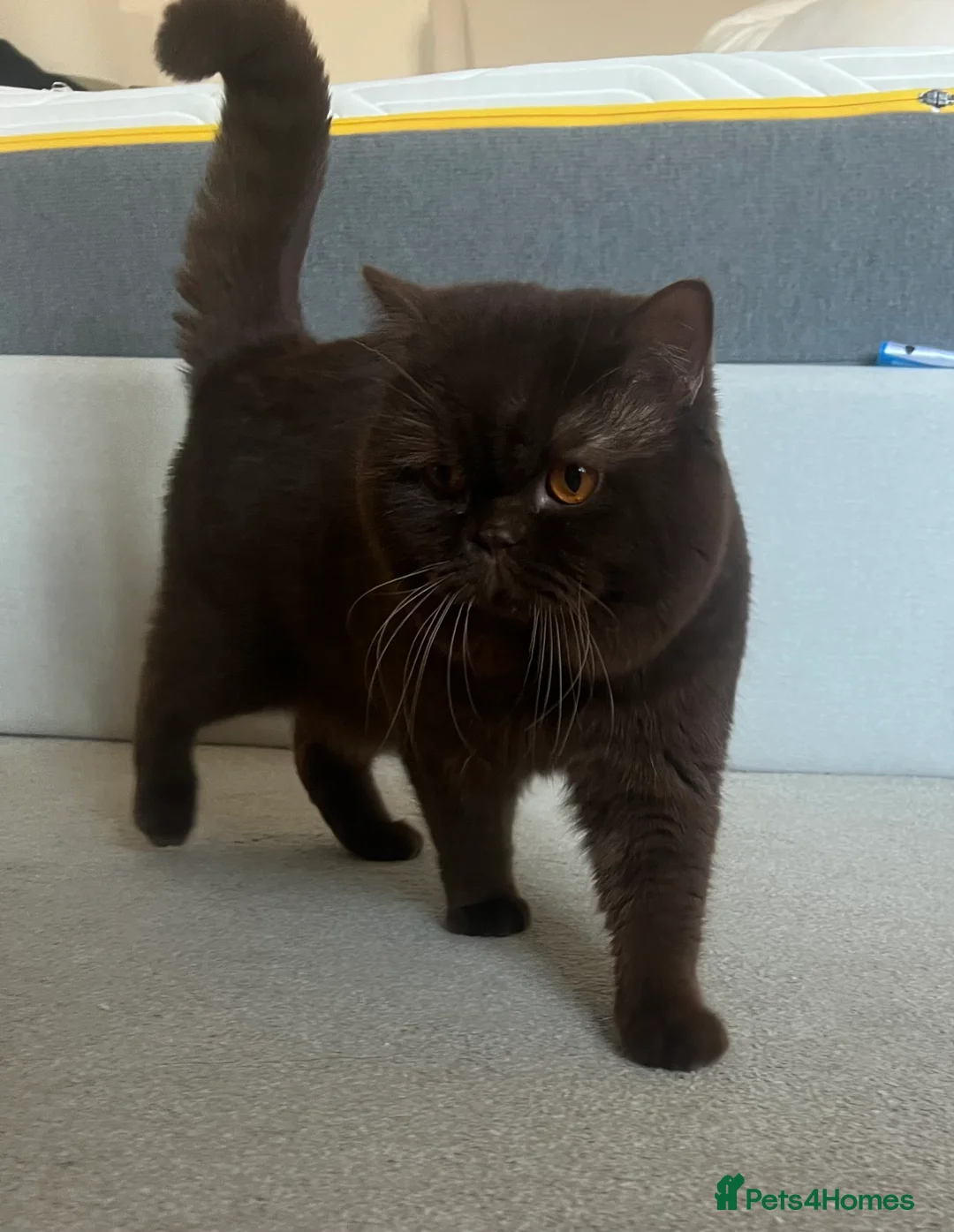 British Shorthair cats for sale: Active chocolate British short hair male - Advert 7