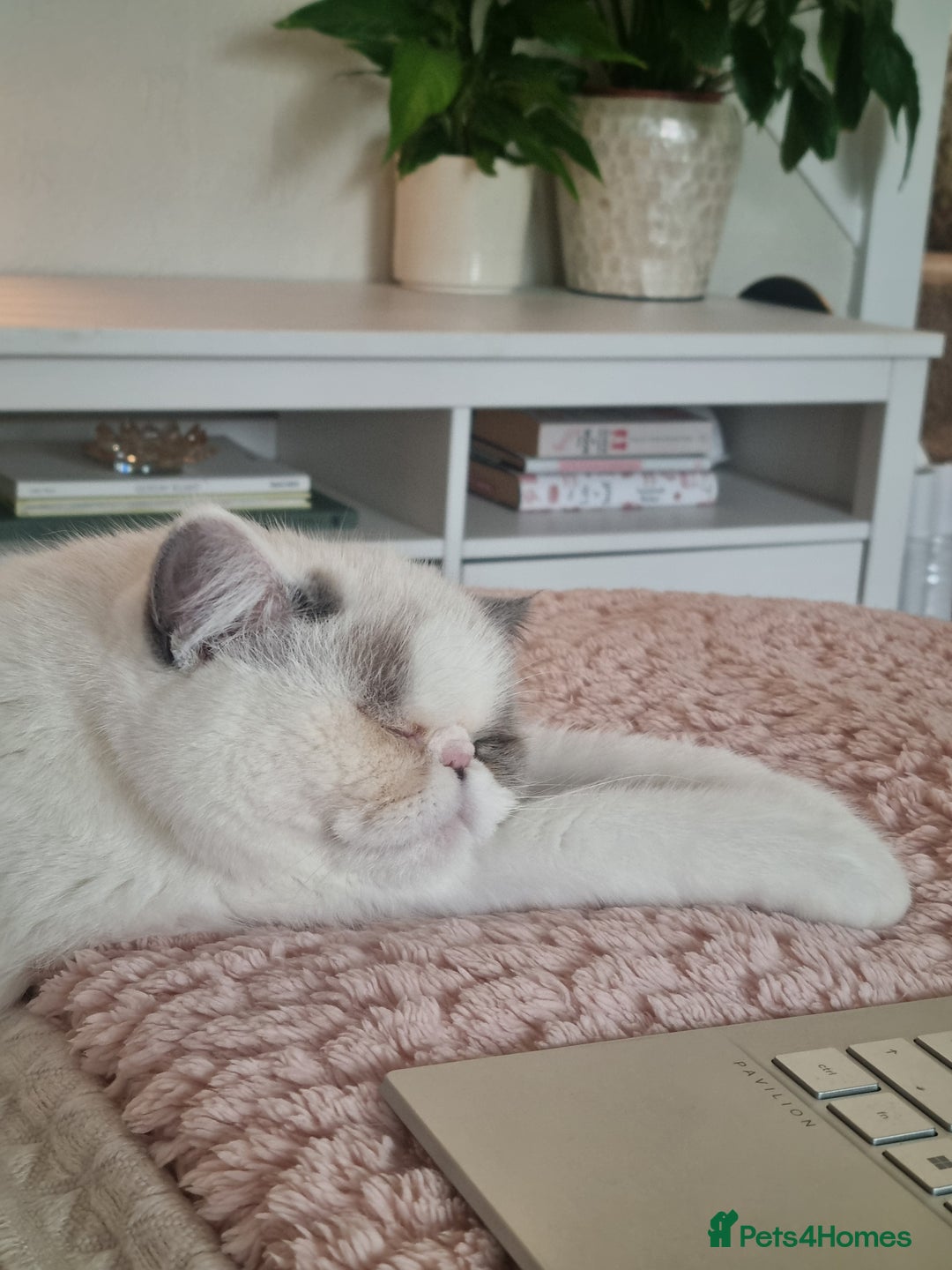 Exotic cats for stud: Blue Cream Point Exotic Shorthair Male for Stud - Advert 3