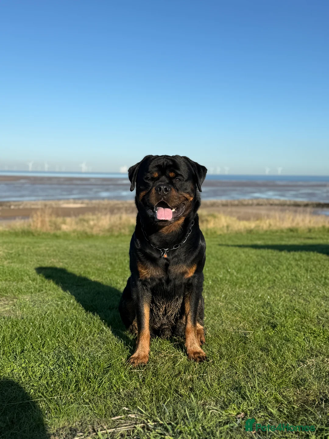 Rottweiler dogs for sale: Expecting Rottweiler pups - ready end of May  - Advert 20