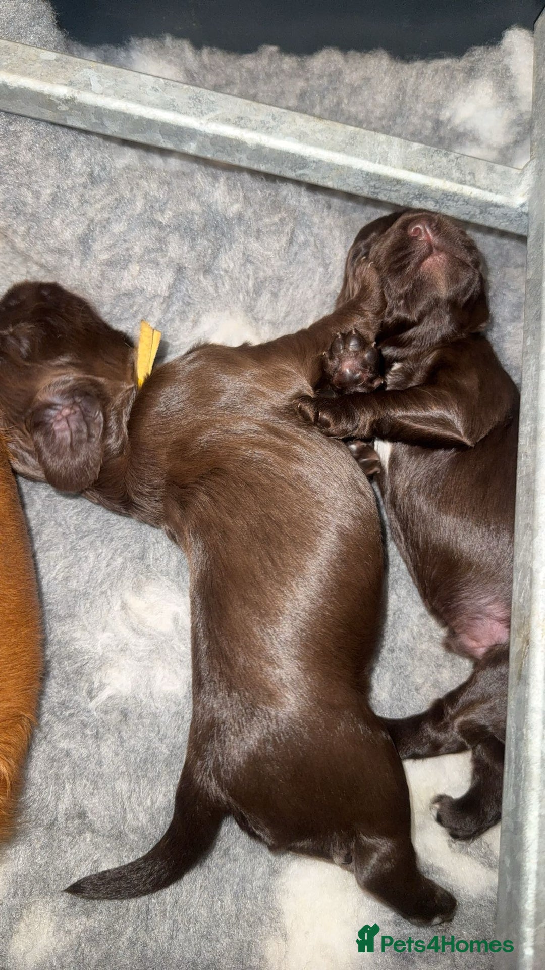 Cocker Spaniel dogs for sale: Cocker Spaniel Puppies - Image 23