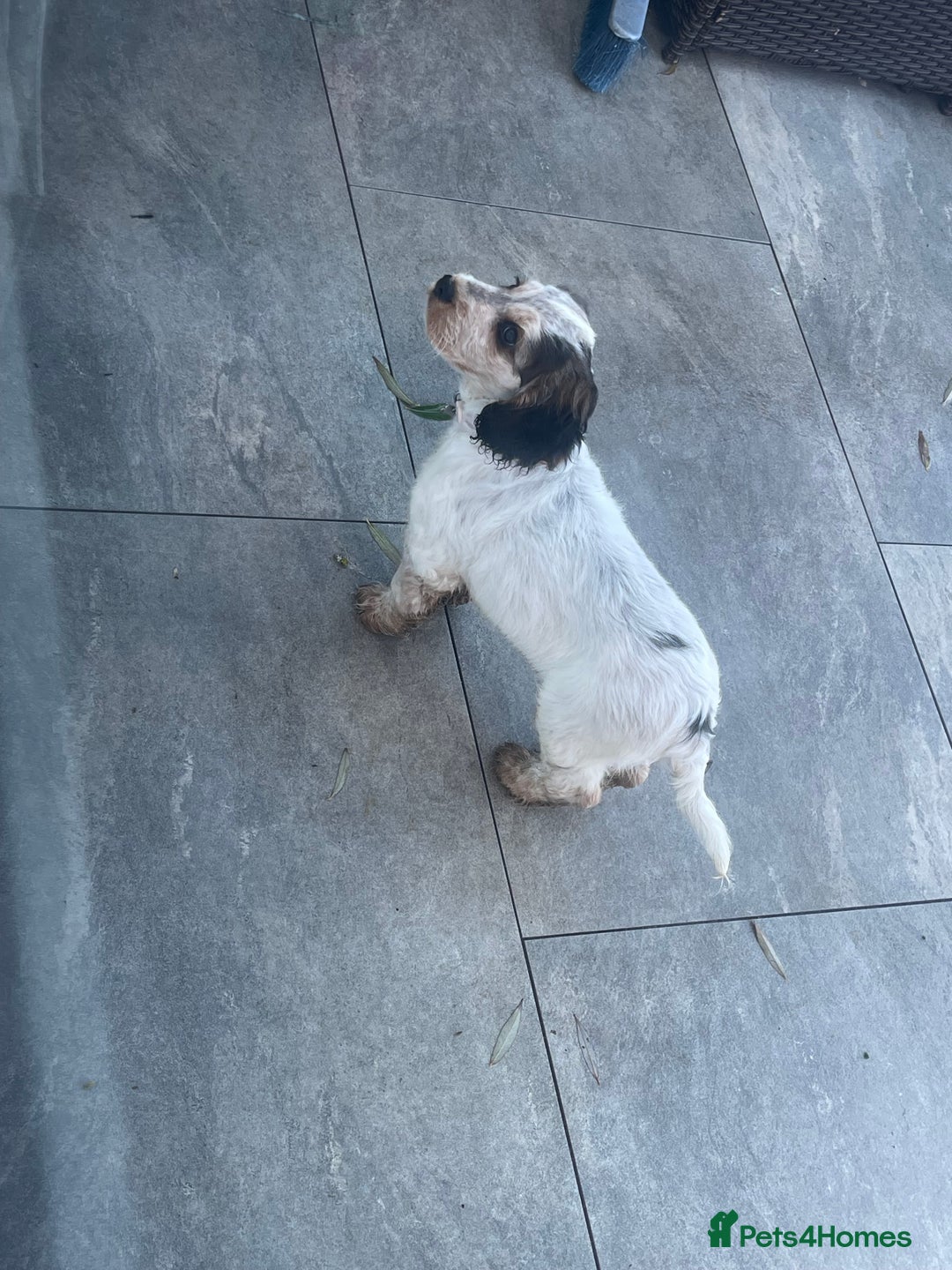 Cockapoo dogs for sale: ⭐️ Outstanding cockapoo female puppy ⭐️  - Advert 2