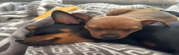 Miniature Pinscher dogs for sale: Min Pin Jesko Is Looking For His Forever Family 💙 - Advert 20