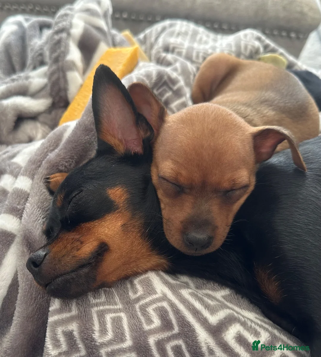 Miniature Pinscher dogs for sale: Min Pin Jesko Is Looking For His Forever Family 💙 - Advert 20