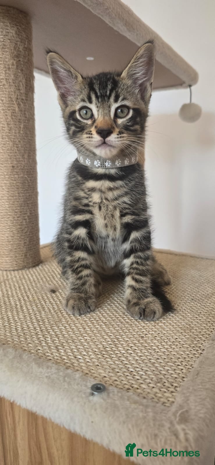 Mixed Breed cats Last Kitten ready to go now! - Advert 1