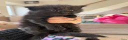 Mixed Breed cats for sale: 6 beautiful, playful, healthy long haired kittens  in Newport - Advert 12
