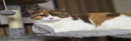 British Shorthair cats for sale: Cinnamon tortie Queen GCCF active - Advert 7