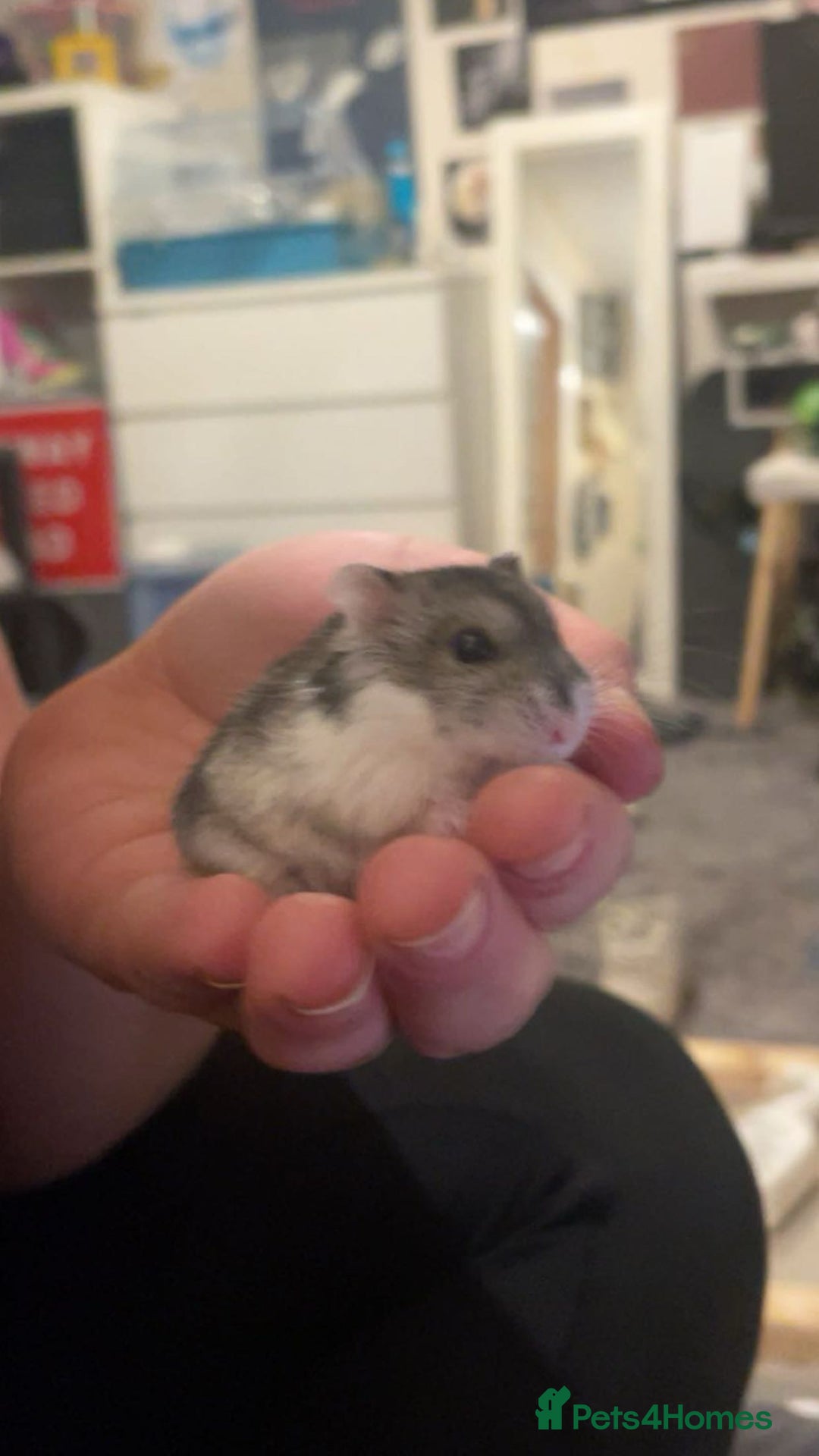 Hamster rodents for sale: Dwarf hamster needs rehoming  - Advert 2