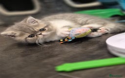 Exotic cats for sale: Exotic longhair and short hair kittens  - Image 11