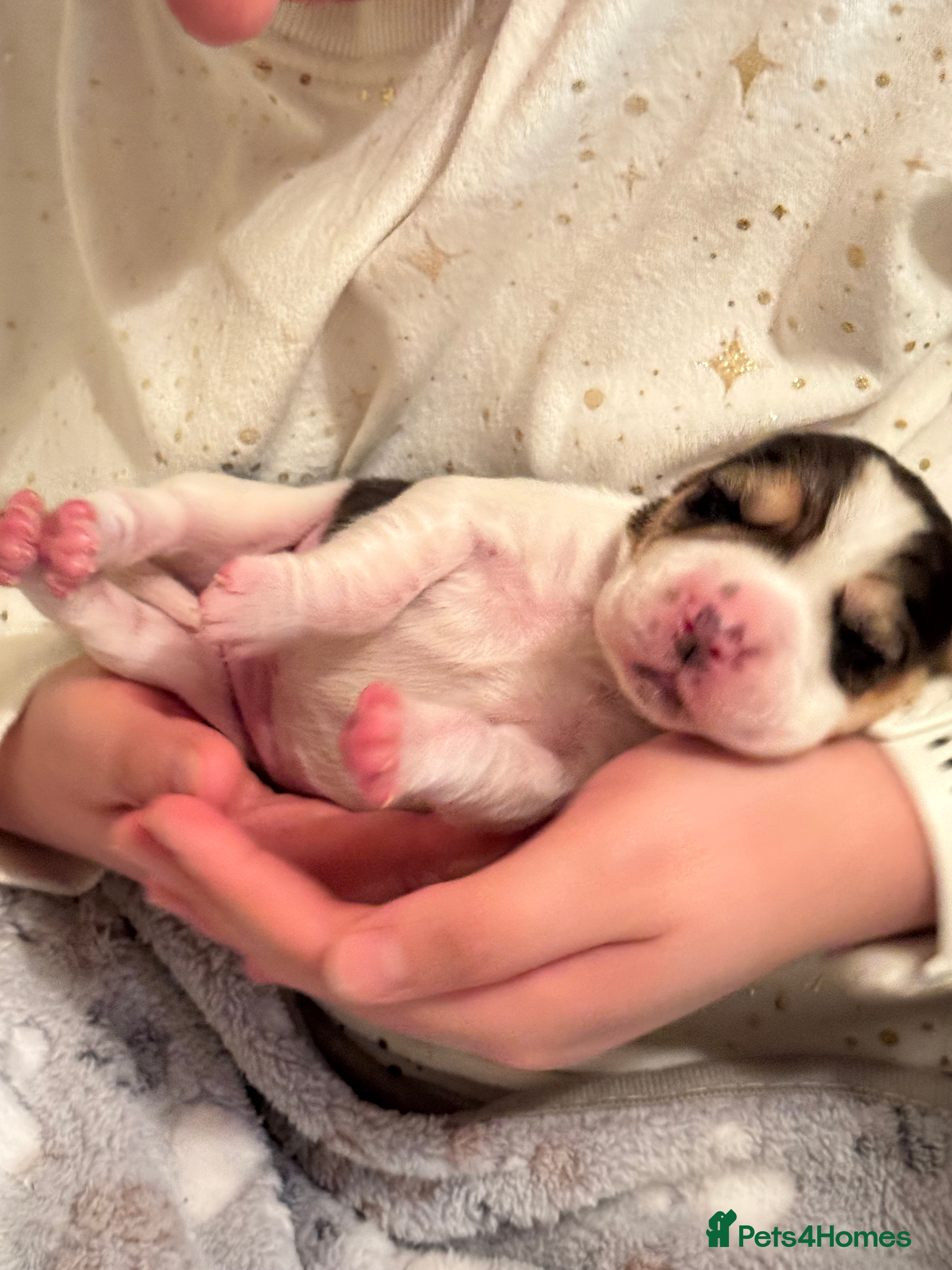 Beagle dogs 11 Beagle puppies - Advert 2