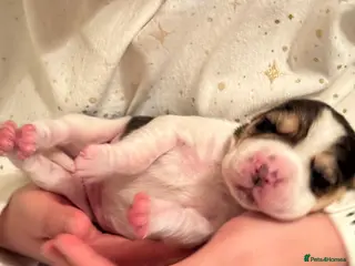 Beagle dogs 11 Beagle puppies - Advert 5