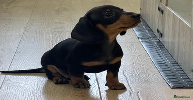 Miniature Dachshund dogs - Advert 8