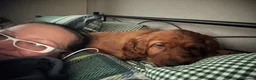 Irish Setter dogs for sale: Irish Setter Puppy - Advert 3