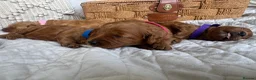 Cavapoo dogs for sale: Beautiful Red Cavapoo Puppies - Advert 14