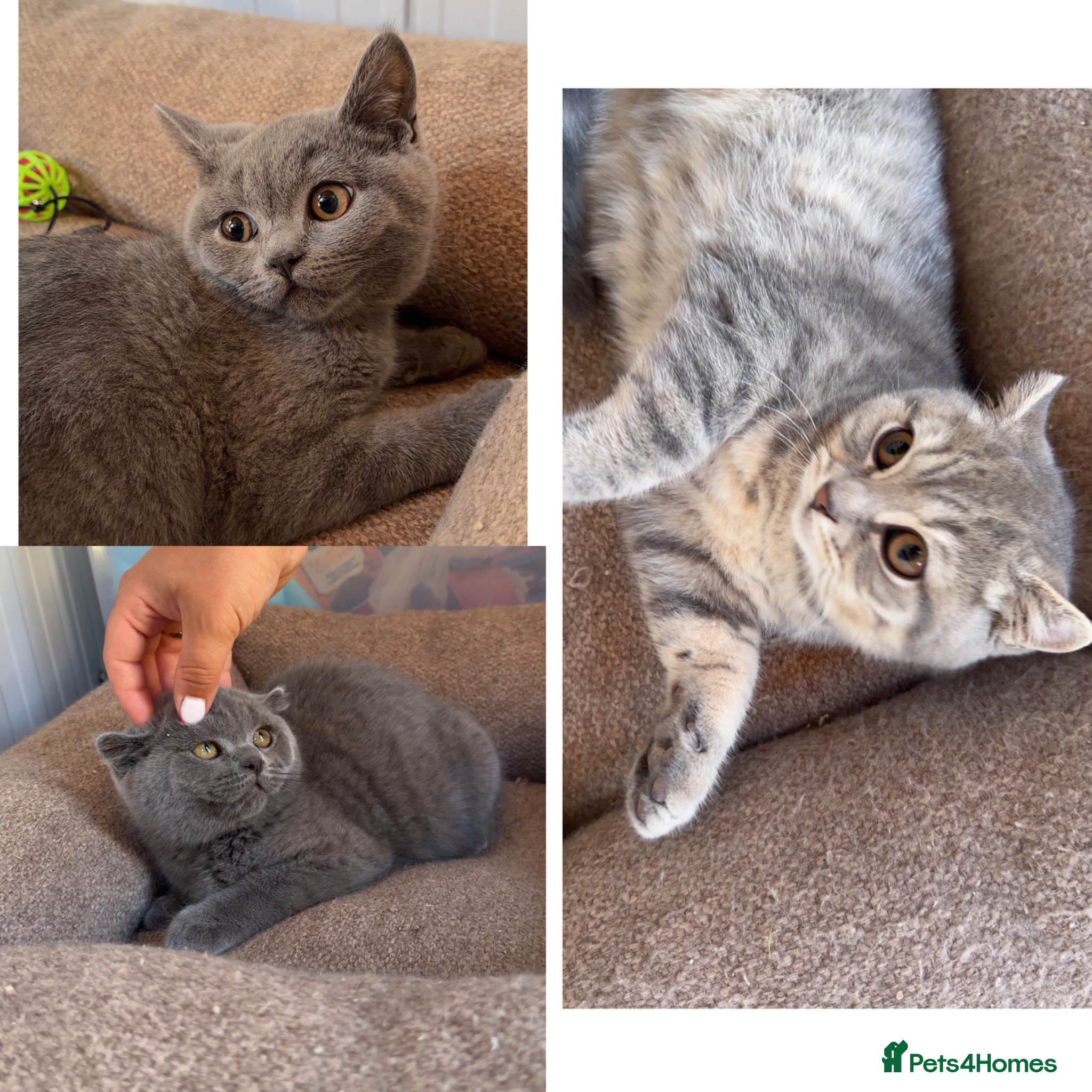 Scottish Fold cats for sale: Vaccinated and ready to go kittens ♥️ - Advert 1