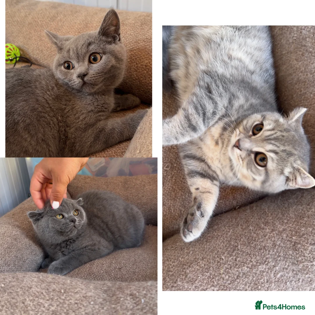 Scottish Fold cats for sale: Vaccinated and ready to go kittens ♥️ - Advert 1