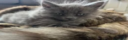 Maine Coon cats for sale: 5 Beautiful half Maine coon kittens  in Aldershot - Advert 16