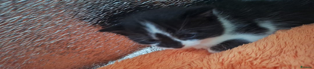 Domestic Shorthair Kitten 3