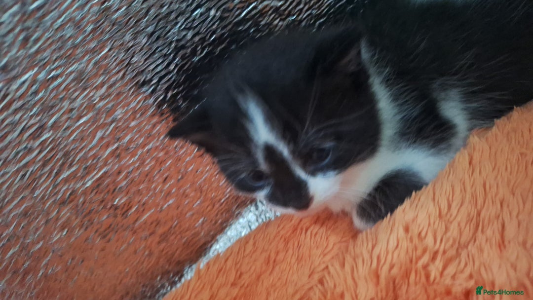 Domestic Shorthair cats for sale: Male kittens for sale  - Image 5