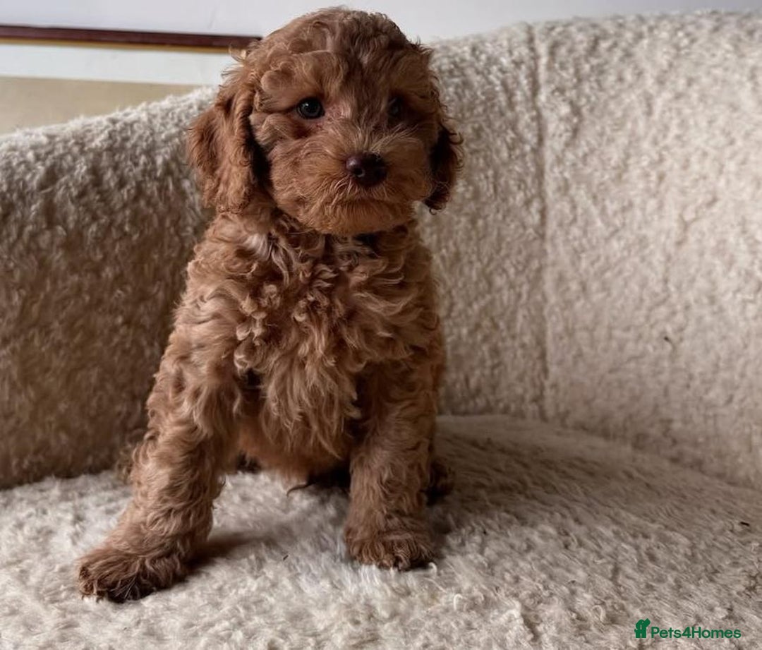 Cockapoo dogs for sale: Beautiful Mini Cockapoo Puppies - Image 10