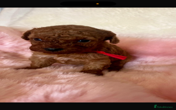 Cavapoo dogs for sale: Top quality F1b toy cavapoos  - Image 6