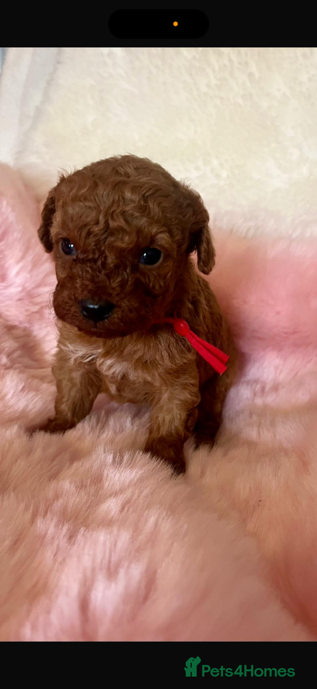 Cavapoo dogs for sale: Top quality F1b toy cavapoos  - Image 6