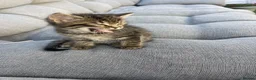 Mixed Breed cats for sale: Beautiful Brown Tabby Kitten - Advert 3