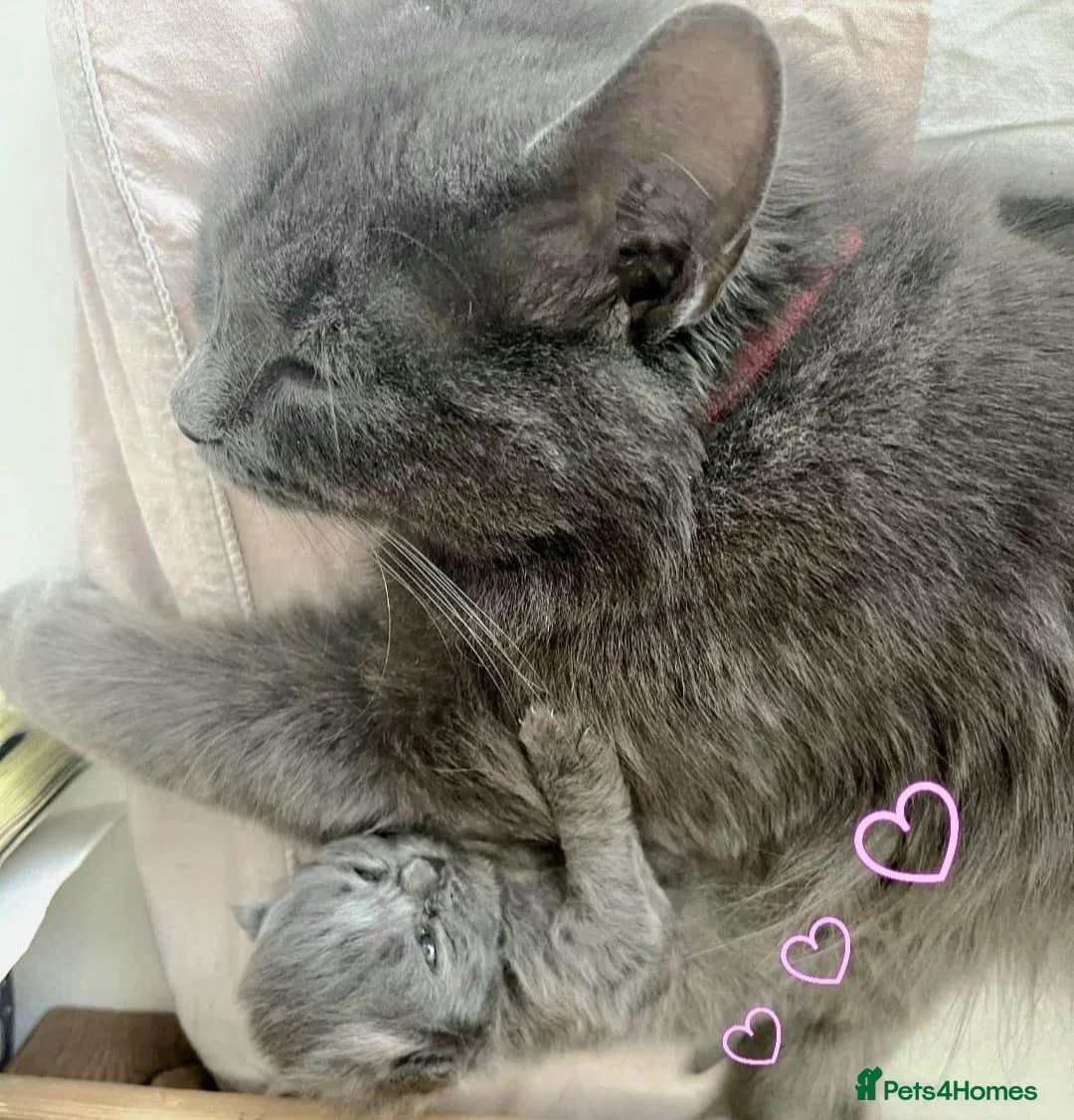 British Shorthair cats for sale: British short hair  in Feltham - Advert 1