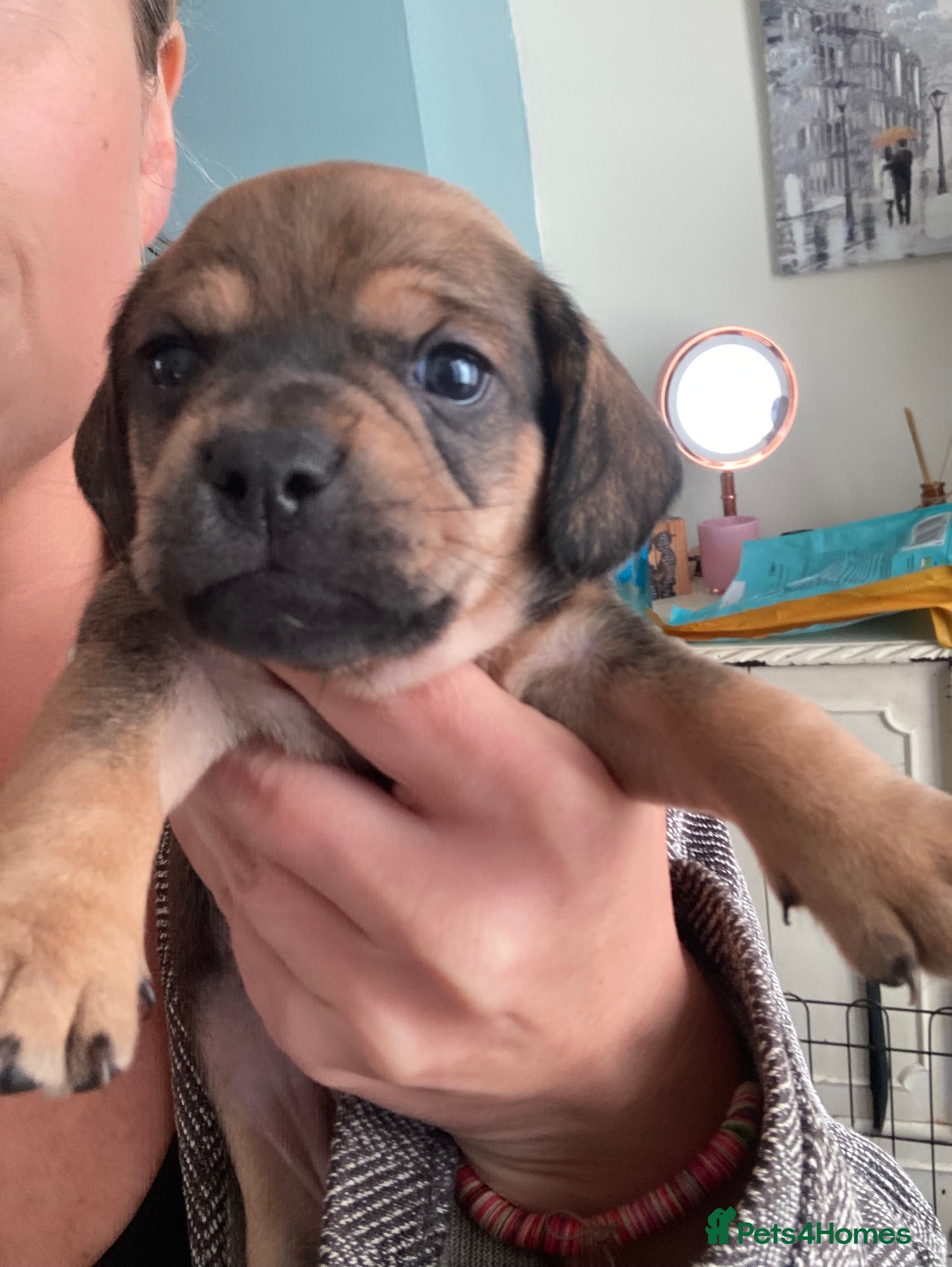 Mixed Breed dogs Dachshund x Pug (Daug) - Advert 6