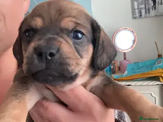 Mixed Breed dogs Dachshund x Pug (Daug) - Advert 6