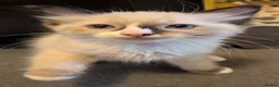 Ragdoll cats for sale: 6 purebred Ragdoll kittens reservations taken now  in Tiverton - Advert 2