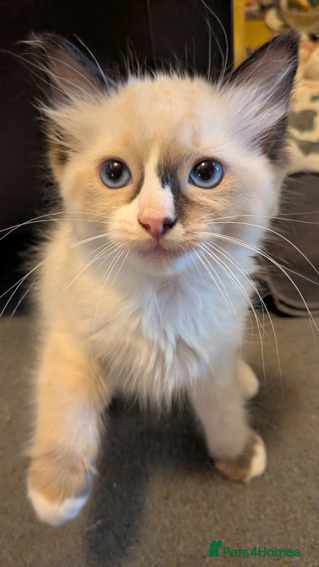 Ragdoll cats for sale: 6 purebred Ragdoll kittens reservations taken now  in Tiverton - Advert 2
