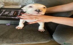 American Bulldog dogs for sale: american bulldog puppies - Image 8