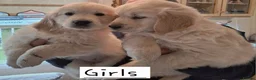 Golden Retriever dogs for sale: Golden Retreiver Puppies  - Advert 7