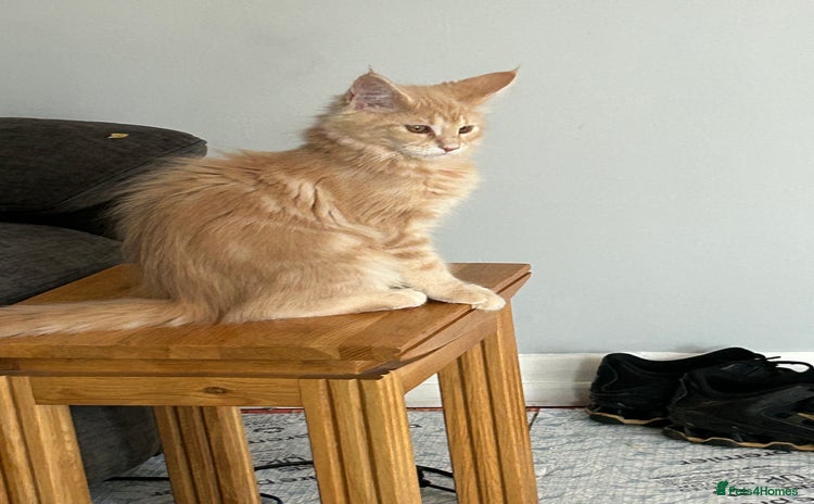 Maine Coon cats - Advert 14